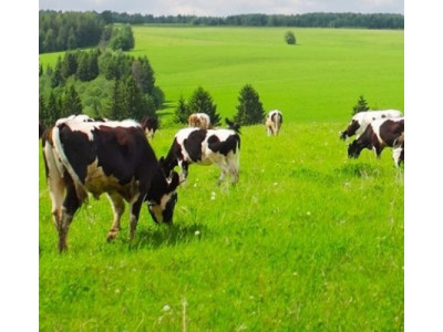 Экстракт ламинарии