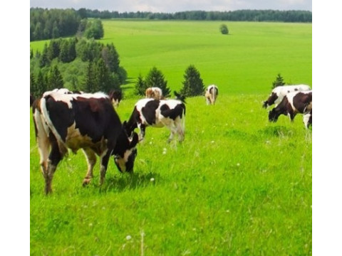 Применение экстракта ламинарии